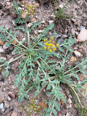 Cymopterus longipes