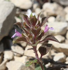 Clinopodium graveolens