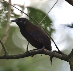 Pheugopedius atrogularis