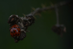 Harmonia axyridis