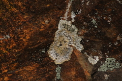 Lepraria membranacea