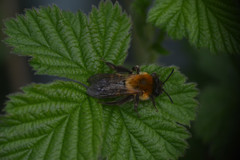 Andrena nitida