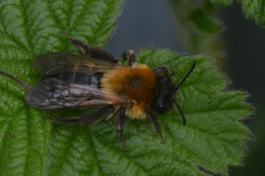 Andrena nitida
