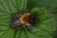 Andrena nitida