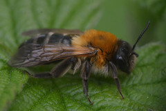 Andrena nitida