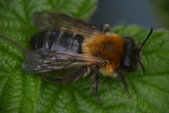 Andrena nitida
