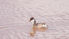 Rollandia microptera