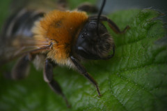 Andrena nitida