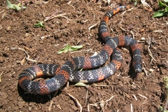 Atractus elaps