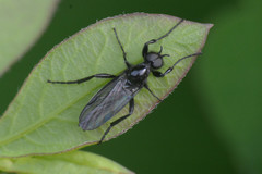 Bibionidae