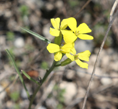 Erysimum substrigosum
