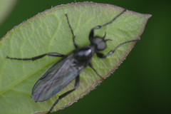 Bibionidae
