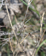 Erysimum substrigosum