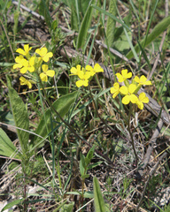 Erysimum substrigosum