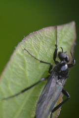 Bibionidae