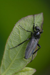 Bibionidae