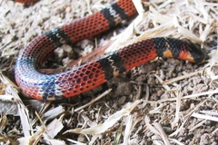 Atractus elaps
