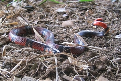 Atractus elaps