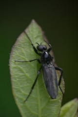 Bibionidae