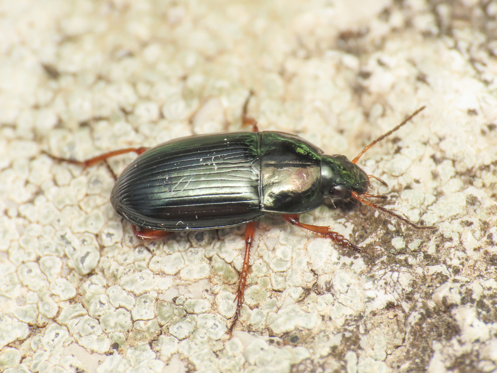 Familiar harp round beetle