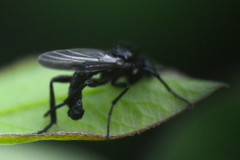 Bibionidae