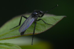 Bibionidae