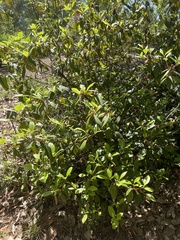 Rhododendron chapmanii