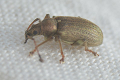 Phyllobius pyri