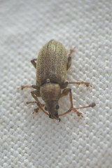 Phyllobius pyri