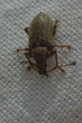 Phyllobius pyri