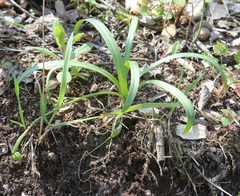 Galanthus lagodechianus