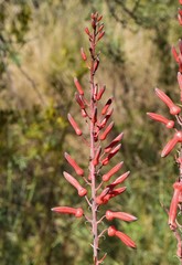 Aloe transvaalensis