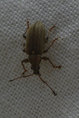 Phyllobius pyri