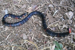 Atractus elaps