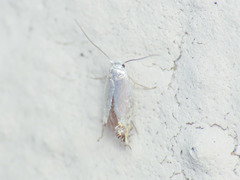 Leucoptera
