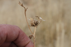 Ondetia linearis
