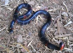 Atractus elaps