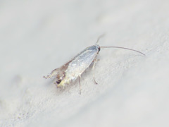 Leucoptera