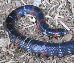 Atractus elaps