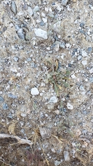 Chorizanthe parryi parryi