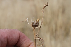 Ondetia linearis
