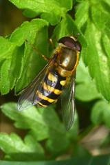 Syrphus