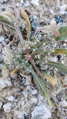 Chorizanthe parryi parryi