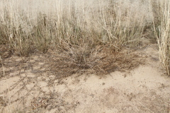Ondetia linearis