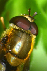 Syrphus
