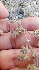 Chorizanthe parryi parryi