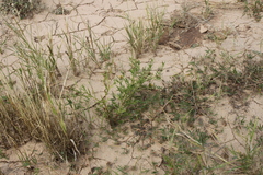 Ondetia linearis