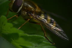 Syrphus