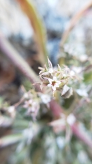Chorizanthe parryi parryi