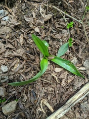 Colchicum umbrosum